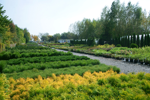 nursery of ornamental plants shrub trees in containers production Poland
