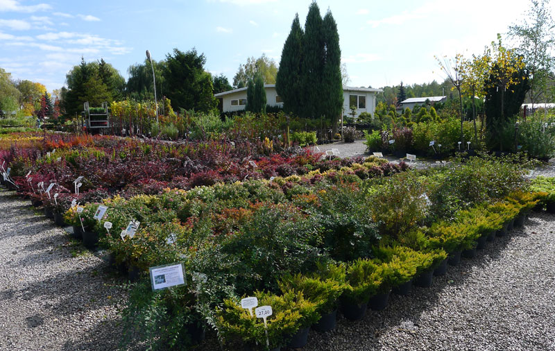 nursery of ornamental plants shrub trees in containers production Poland